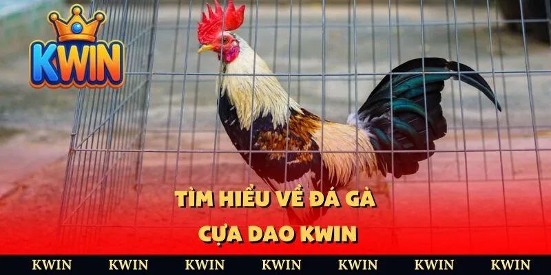 Tìm hiểu về đá gà cựa dao KWIN