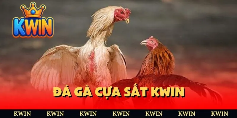 Đá gà cựa sắt KWIN