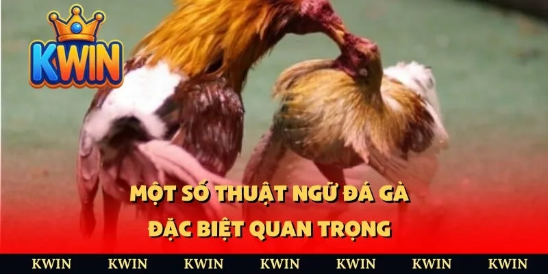 Một số thuật ngữ đá gà đặc biệt quan trọng 